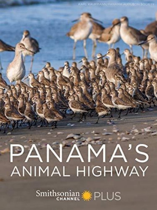 Panama's Animal Highway 2017