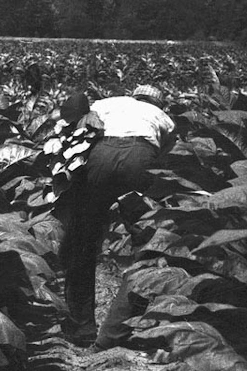 Celebrity Bear Hunt 2025